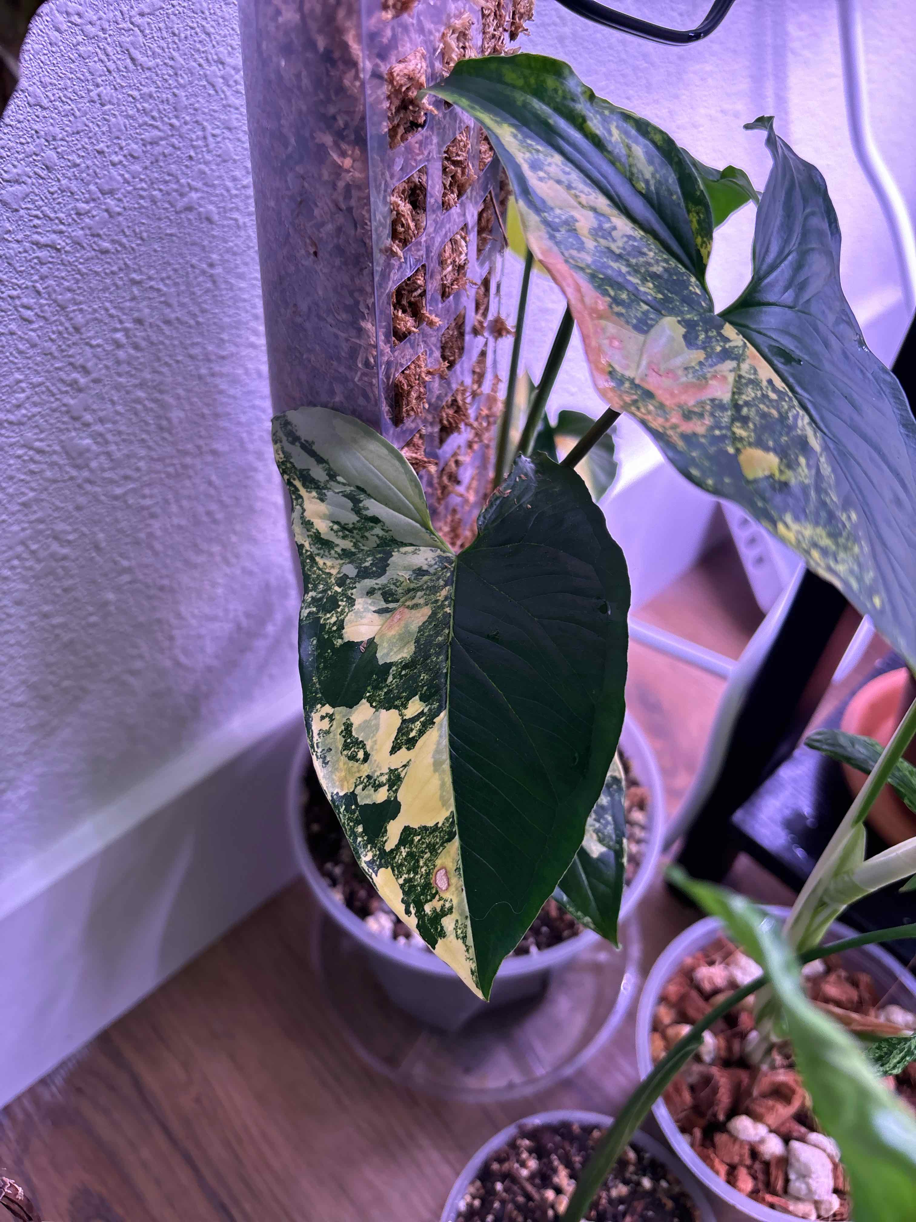 Syngonium aurea plant with variegated leaves, some yellowing and browning visible, potted with visible soil.