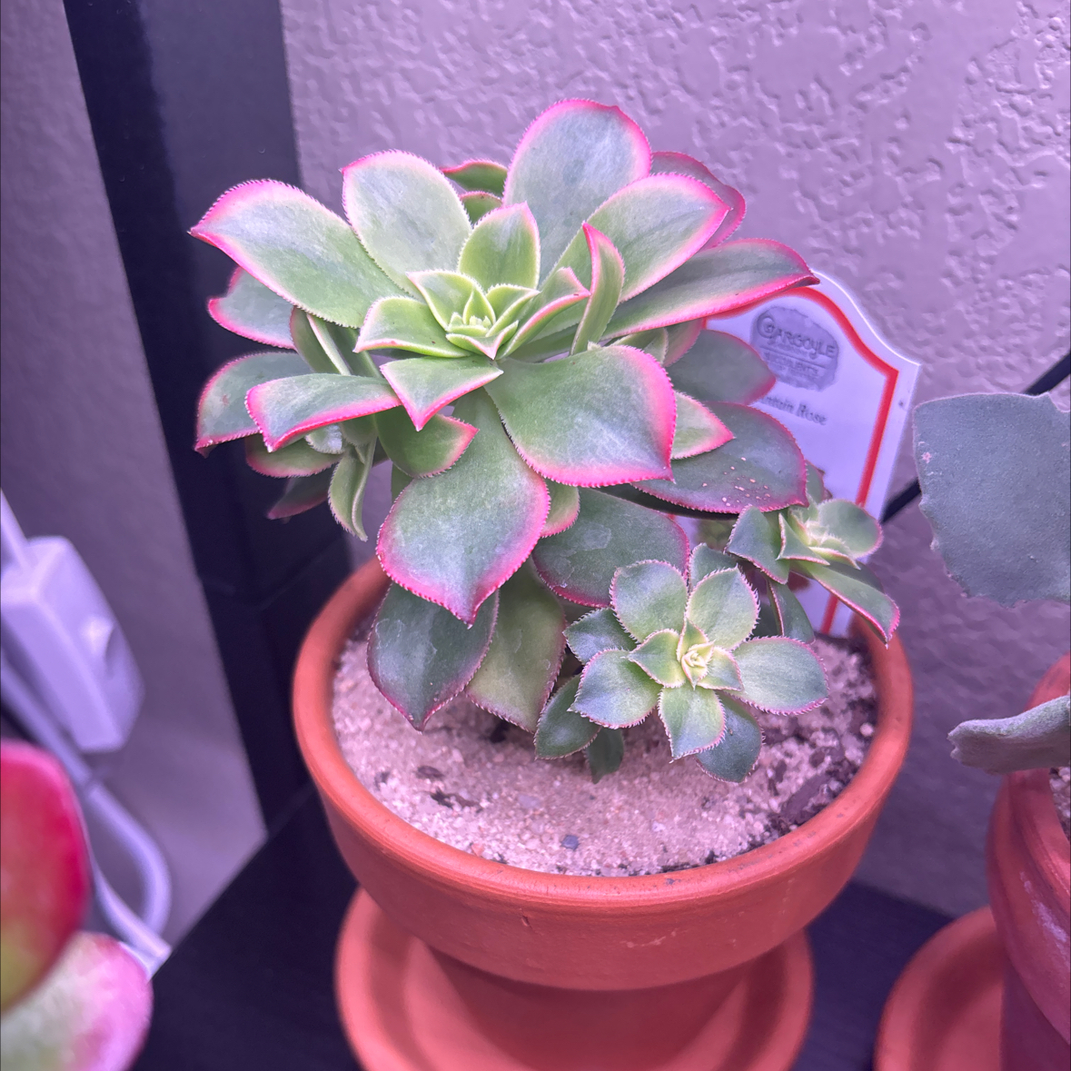 Photo of the plant species Assorted Aeonium by @vanesa_rangell named Dax on Greg, the plant care app