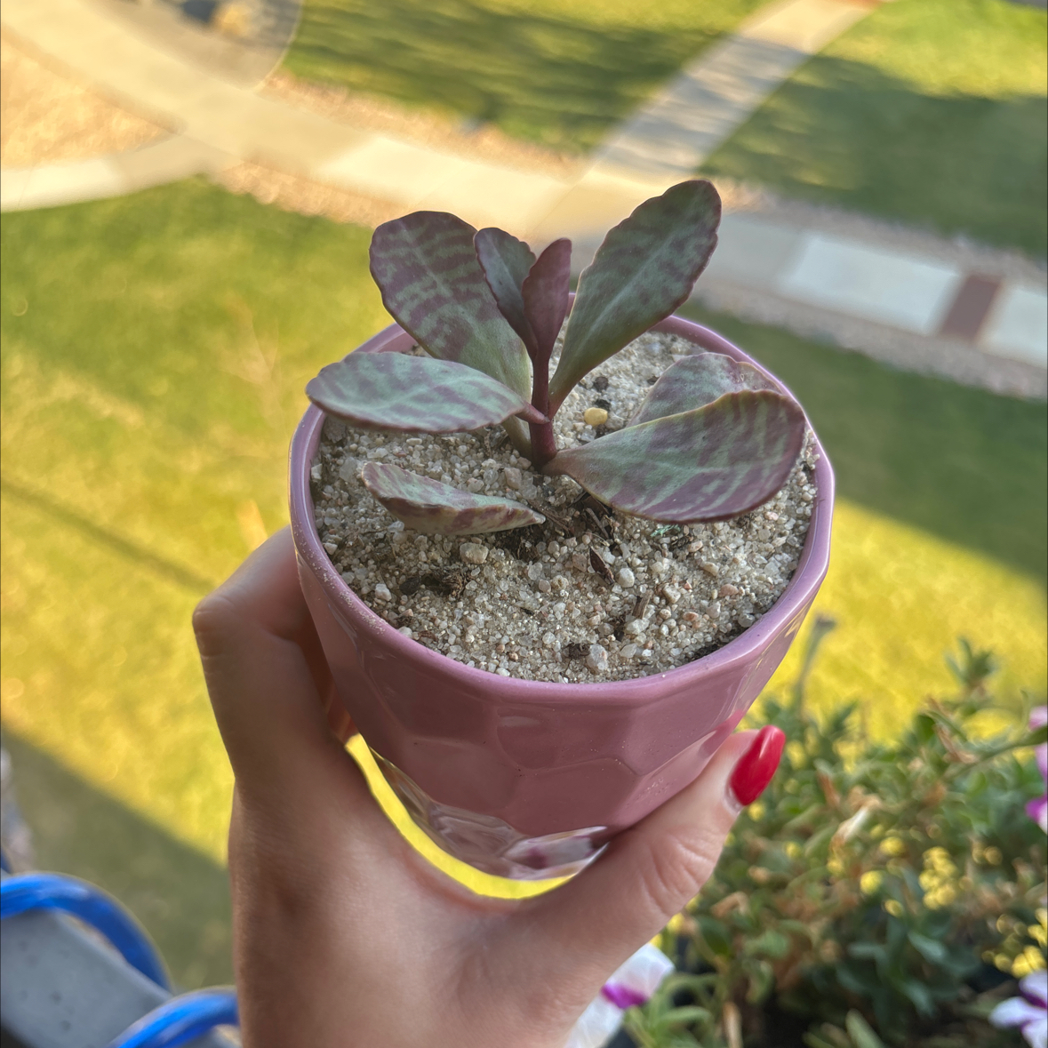 Kalanchoe humilis plant in a pink pot held by a hand, with a blurred background.