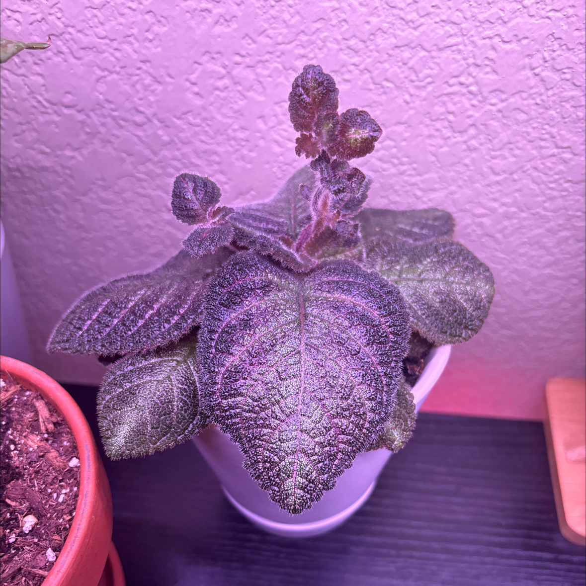 Photo of the plant species Episcia 'Pink Panther' by @vanesa_rangell named Nithin on Greg, the plant care app