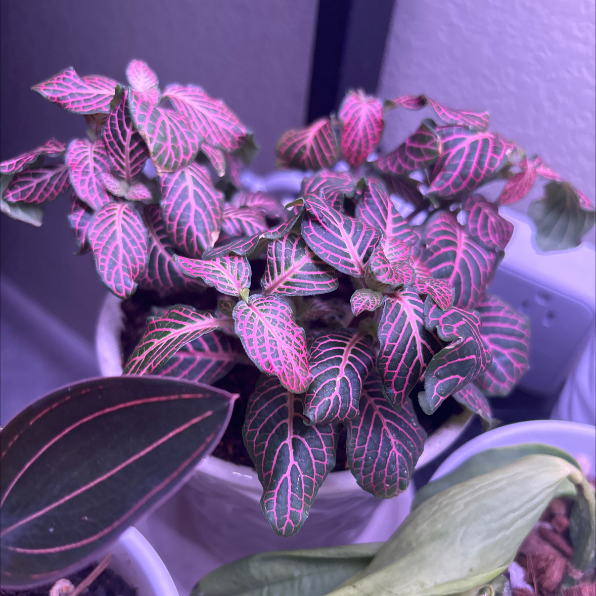 Red Anne Nerve Plant with vibrant pink and green leaves in a pot, soil visible.
