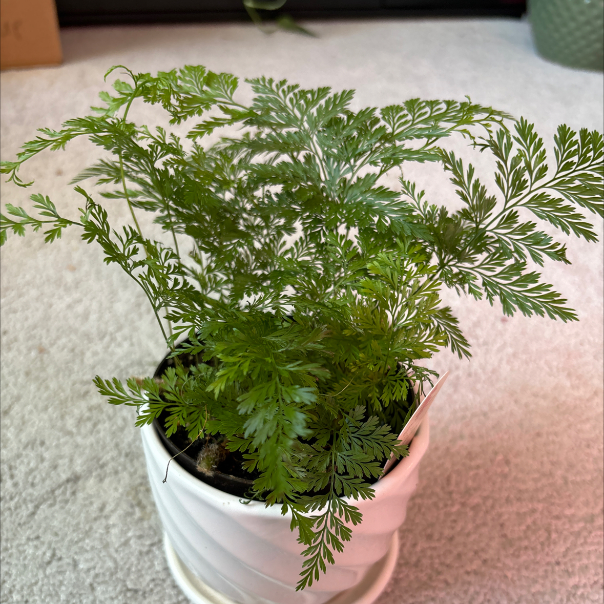 Black Rabbit's Foot Fern in a white pot with vibrant green fronds.