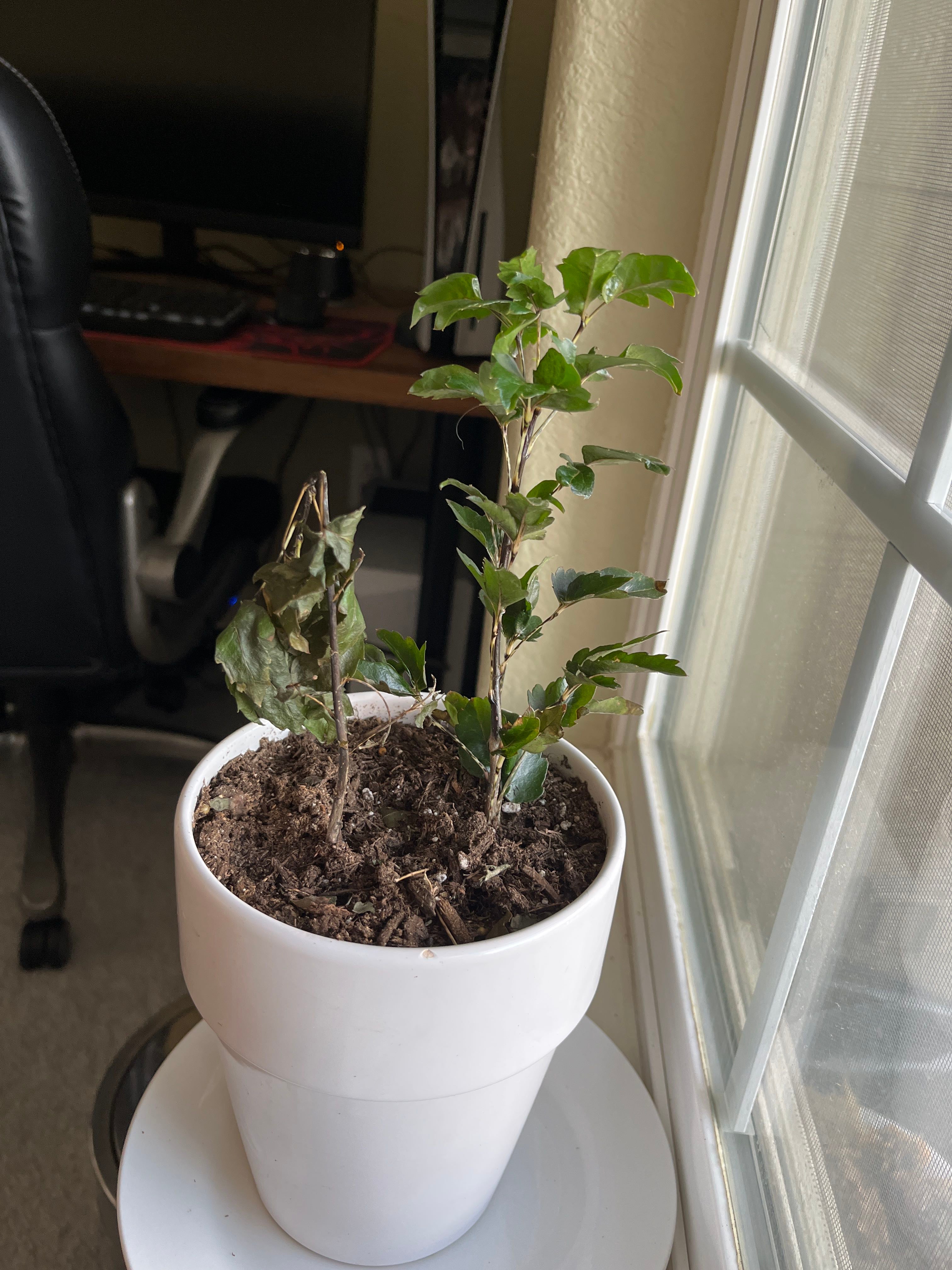 🌱 When to Plant Your Ming Aralia