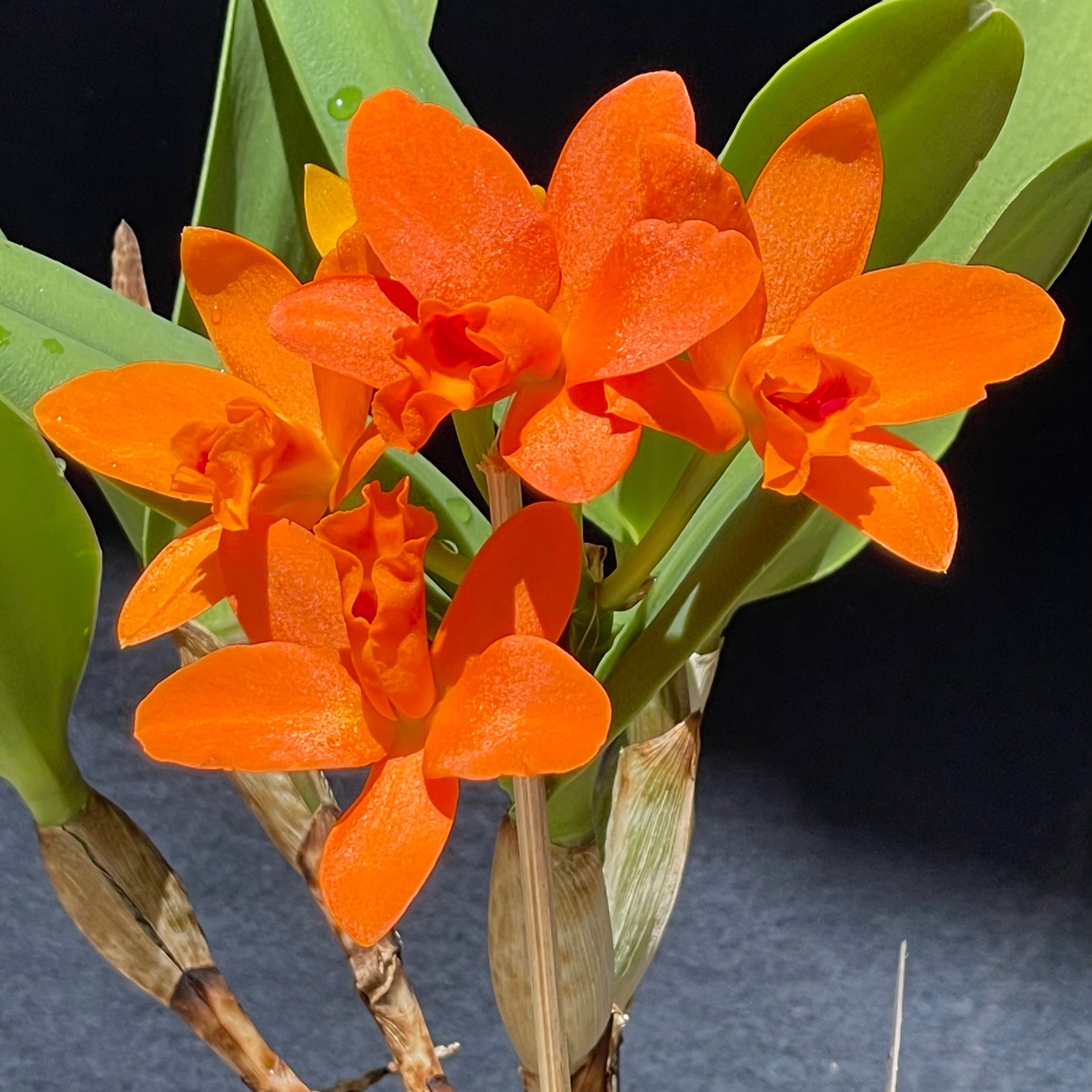 Vibrant Cattleya Orchid with bright orange flowers, appearing healthy.