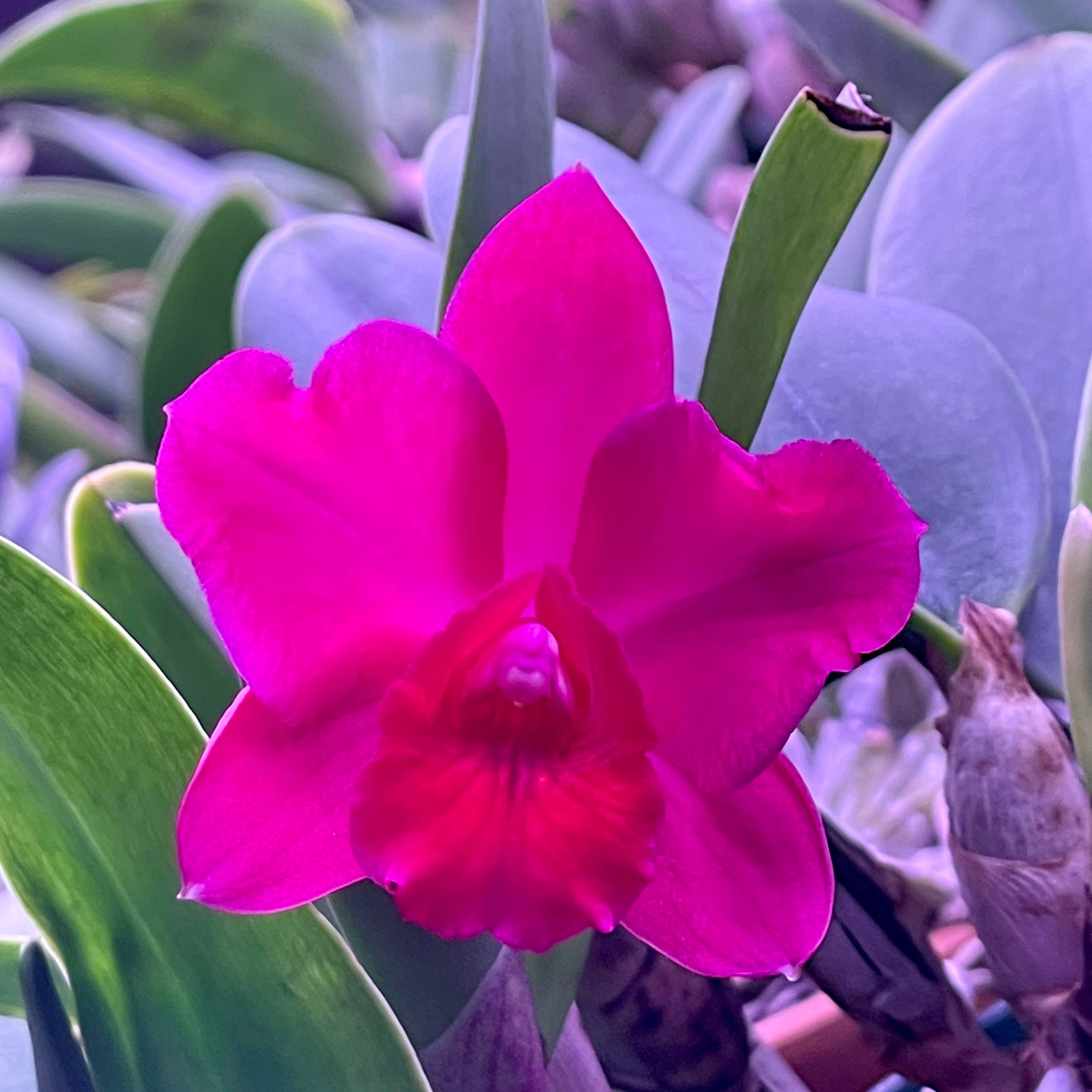 Vibrant pink Cattleya Orchid in bloom with green leaves in the background.