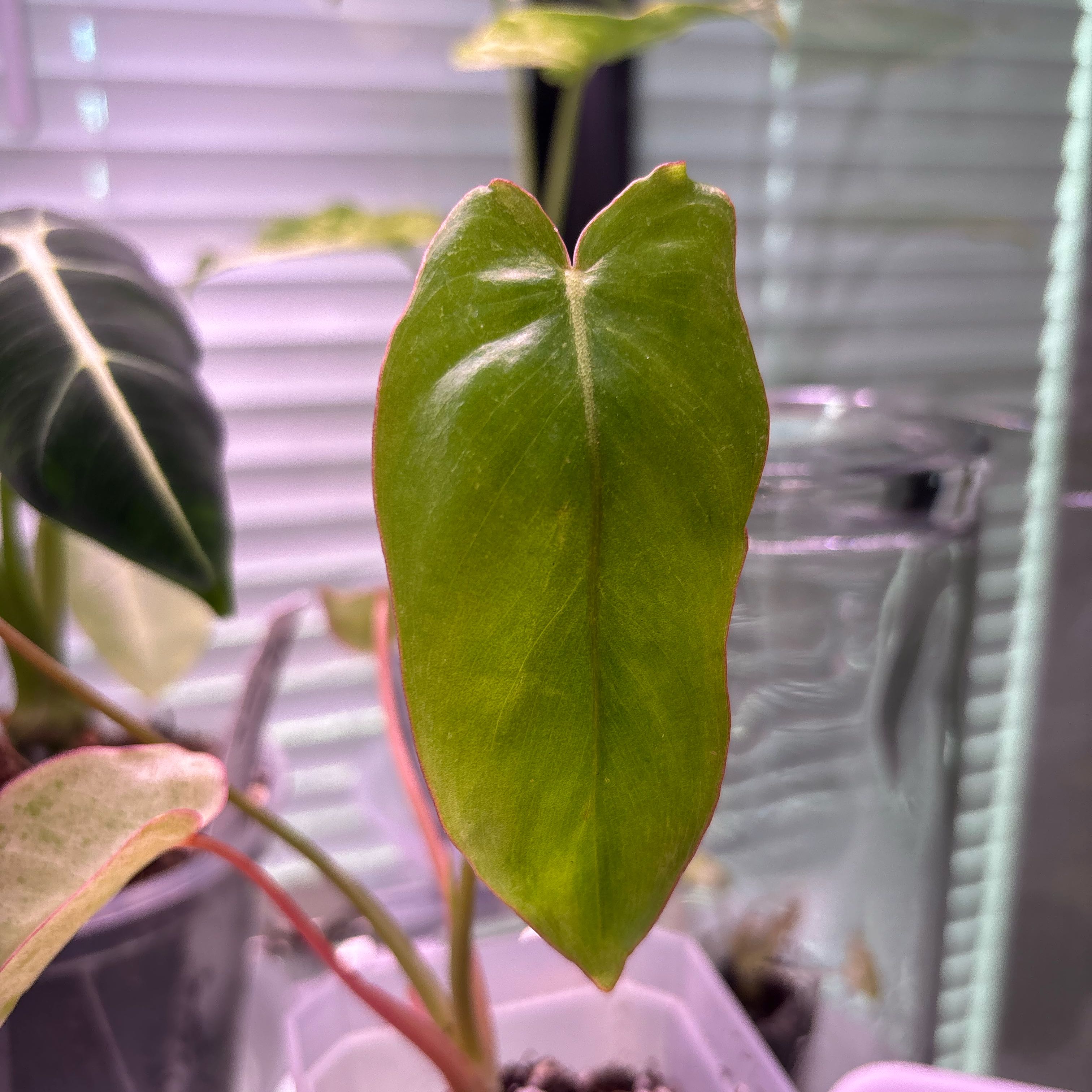 Photo of the plant species Alocasia Burle Marx Albo Varigata by @vanesa_rangell named Hamilton on Greg, the plant care app