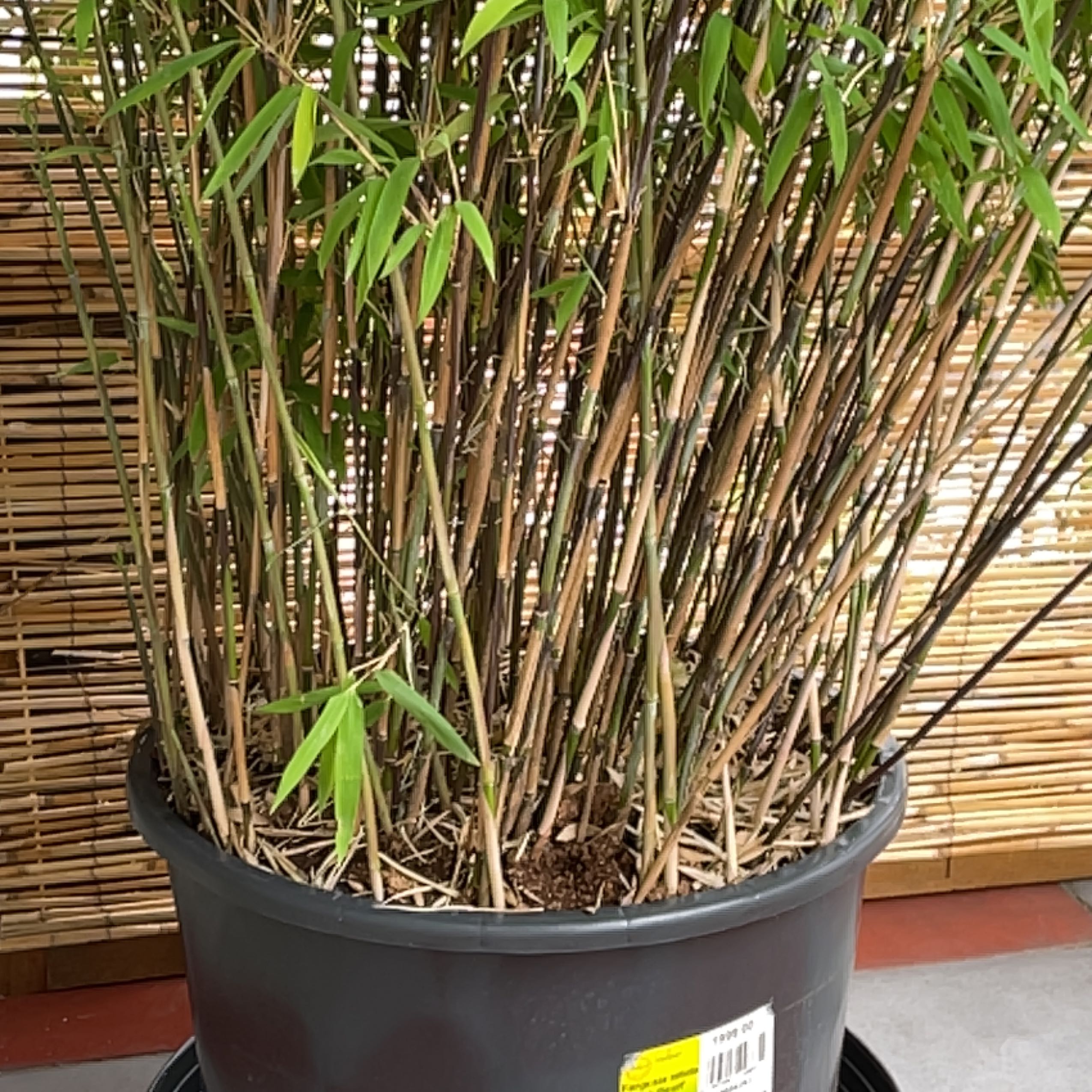 Photo of the plant species Black Bamboo by @CooperativeOkra named Aristotle on Greg, the plant care app