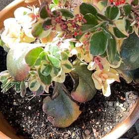 Photo of the plant species Kalanchoe blossfeldiana 'Creamed Scallops Variegata' by @GlossyShyleaf named Harper on Greg, the plant care app
