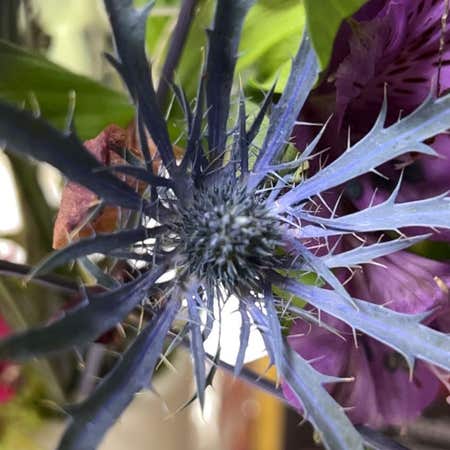 Photo of the plant species Eryngo by @GlossyShyleaf named Figyonce on Greg, the plant care app