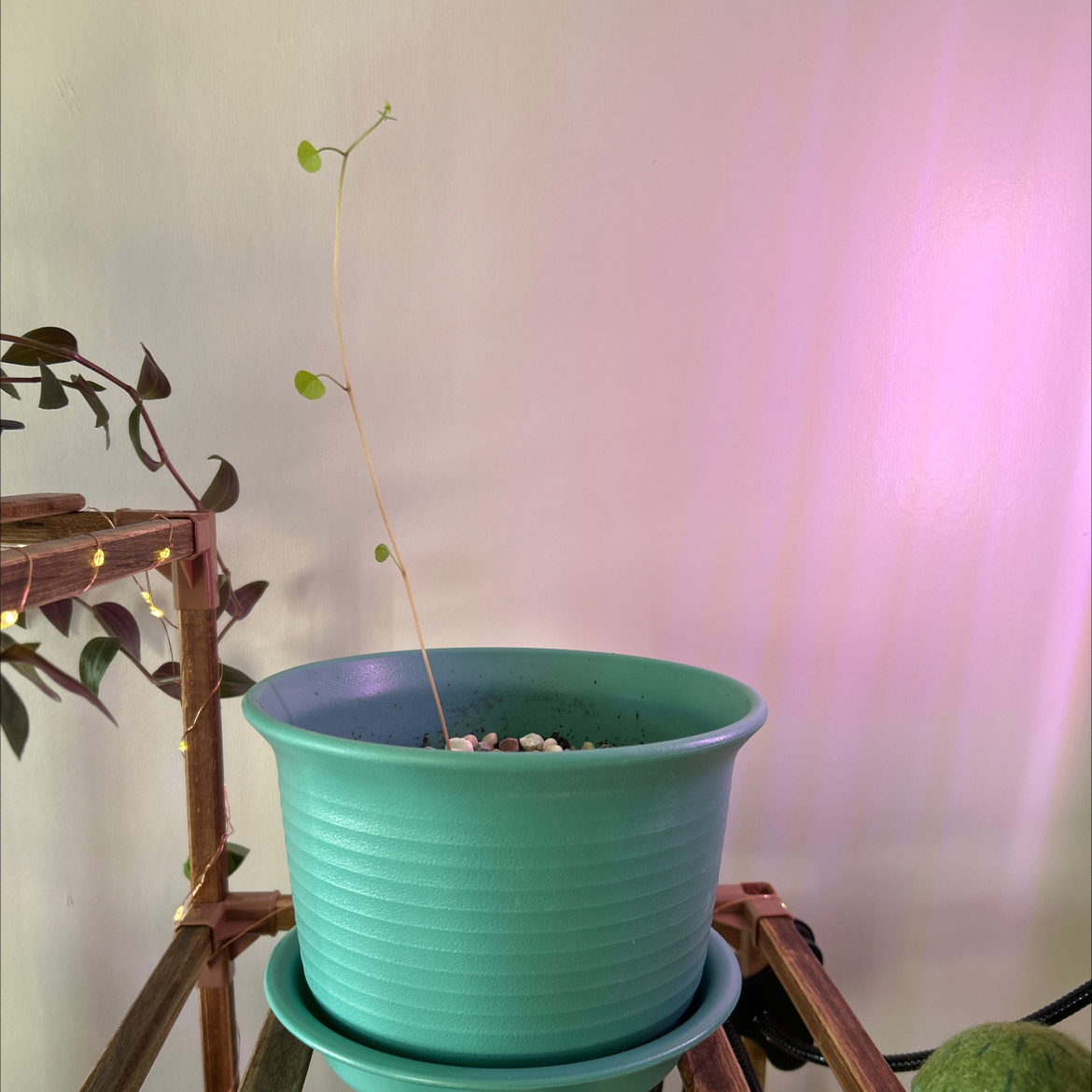Photo of the plant species Stephania Cepharanta by @Hmcmanus77 named Telly on Greg, the plant care app