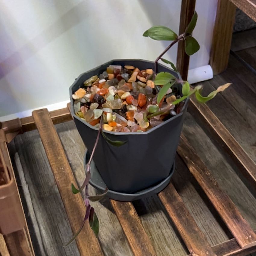 Photo of the plant species Basket Plant by @Hmcmanus77 named Moses on Greg, the plant care app