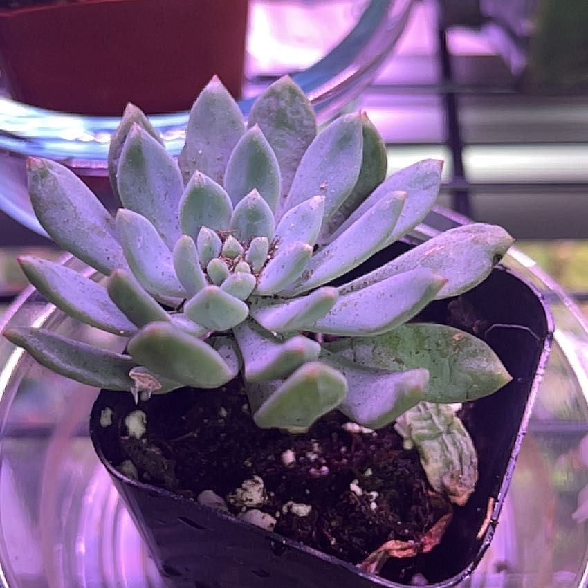 Sedeveria 'Blue Elf' succulent in a pot with visible soil.