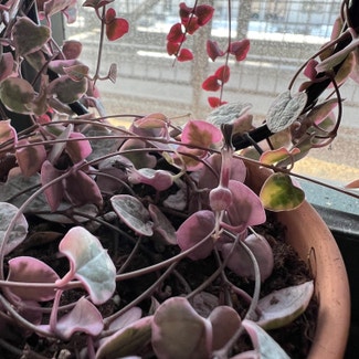 String of Hearts plant in Long Beach, California