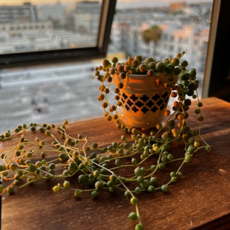 String of Pearls plant in Long Beach, California