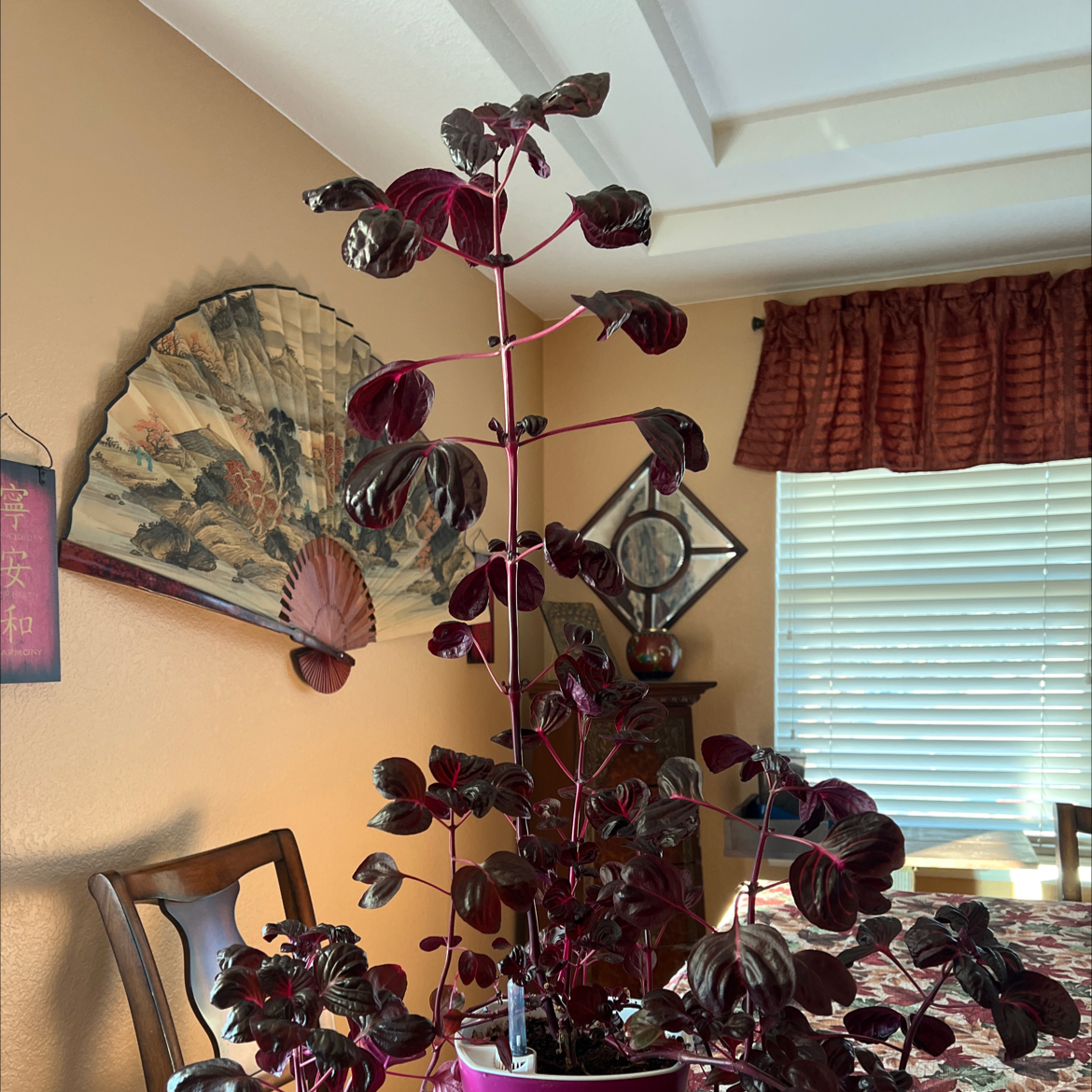 Healthy potted Herbst's Bloodleaf plant with dark burgundy leaves, sitting in front of a window with blinds.