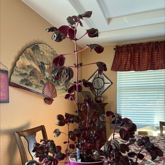 Herbst's Bloodleaf plant in Long Beach, California