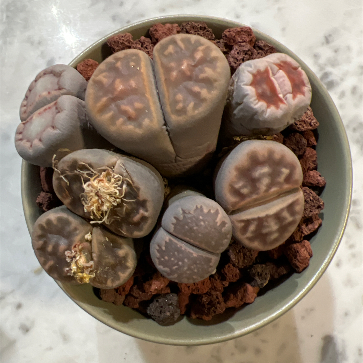 Lithops bromfieldii plant in a pot with rocky soil, well-framed and healthy.