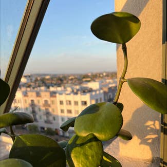 Sweetheart Hoya plant in Long Beach, California
