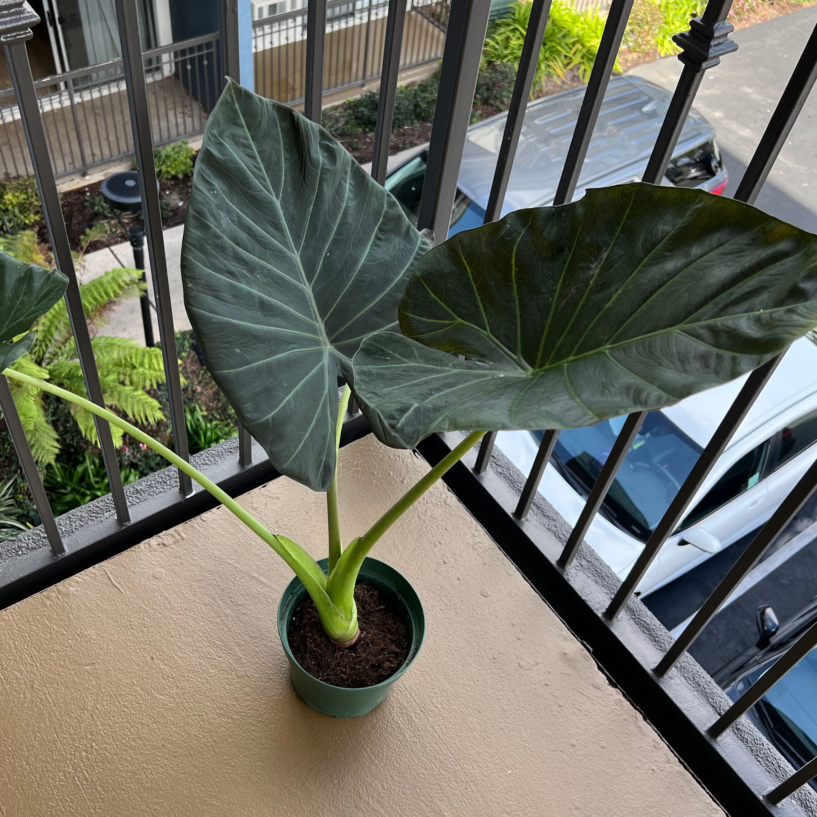 Alocasia 'Regal Shields' plant with large, dark green leaves in a pot on a balcony.