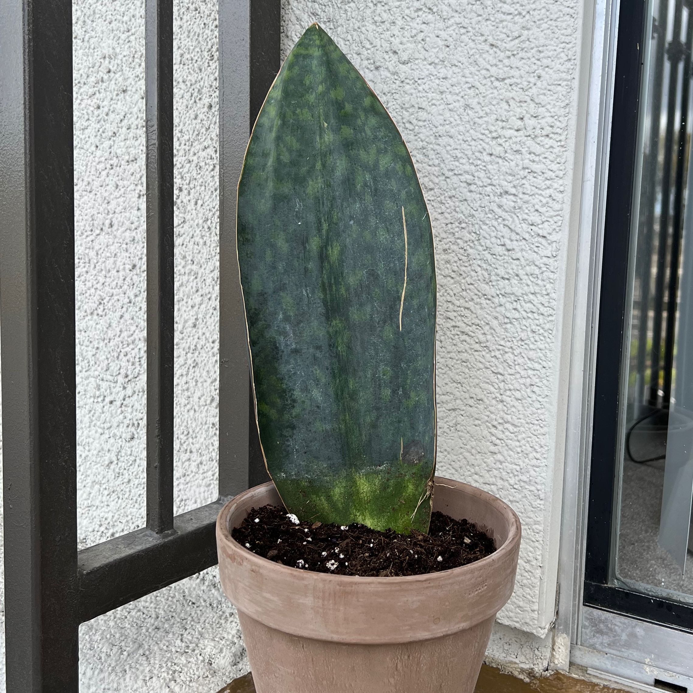 Whale Fin Snake Plant in a pot with visible soil, well-framed and in focus.