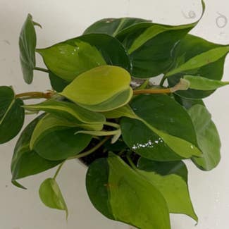 Philodendron Brasil plant in Long Beach, California