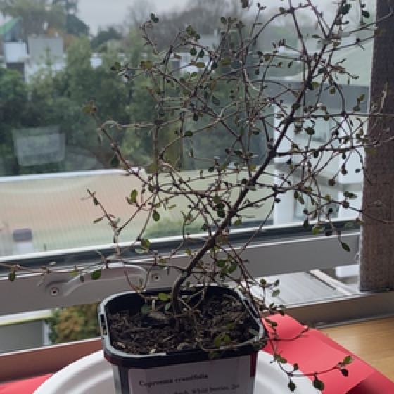 Photo of the plant species Coprosma crassifolia by @LadyChainplant named Lucifer on Greg, the plant care app