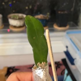 Photo of the plant species Epiphyllum pumilum by @SpunkySiricote named Sigmund on Greg, the plant care app