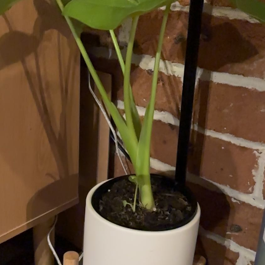 Photo of the plant species Lime Zinger Elephant Ear by @SweetPandaplant named Eva on Greg, the plant care app