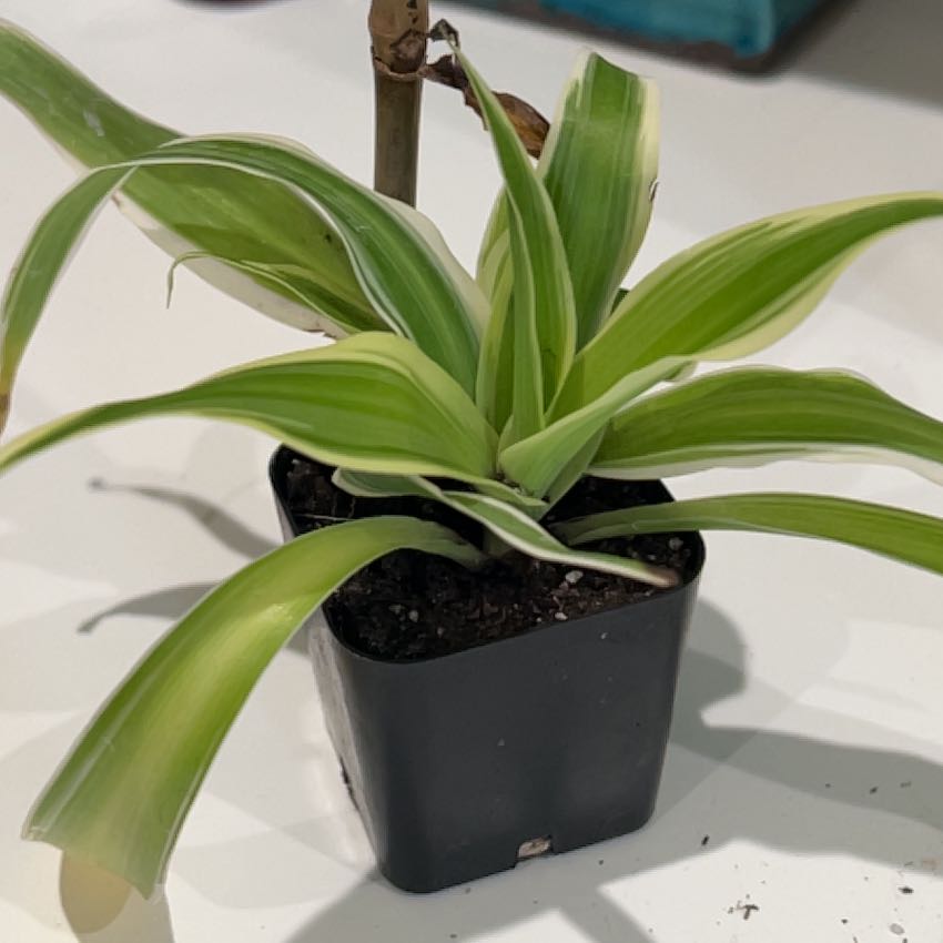 Photo of the plant species Himantoglossum robertianum by @LikableOtanthus named Leaf Erickson on Greg, the plant care app