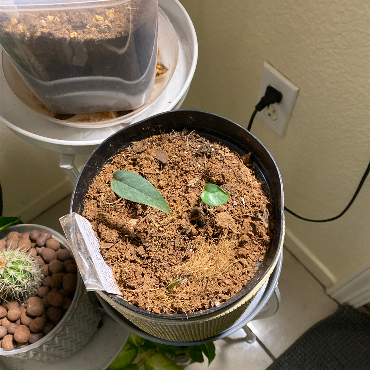 Potted Skeleton Key Pothos with two small leaves in a well-lit indoor setting.