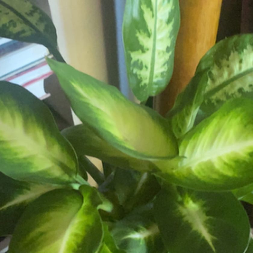 Photo of the plant species Dieffenbachia 'Honeydew' by @CertainFernmoss named Naomi on Greg, the plant care app