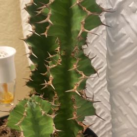 Photo of the plant species Cow's Horn Plant by @CertainFernmoss named Foxxy on Greg, the plant care app