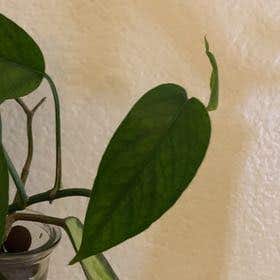 Photo of the plant species Skeleton Key Pothos by @CertainFernmoss named Delilah on Greg, the plant care app