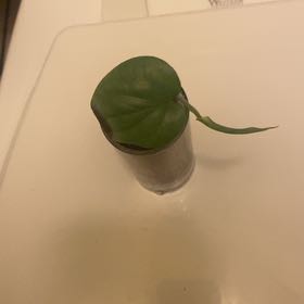 Photo of the plant species Variegated Spiderman Amydrium by @CertainFernmoss named Kobe on Greg, the plant care app