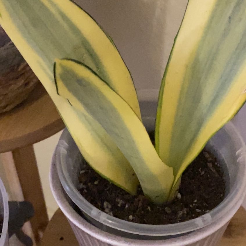 Photo of the plant species Ghost Snake Plant by @CertainFernmoss named Zeus on Greg, the plant care app