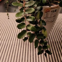 Pellaea rotundifolia plant