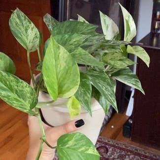 Marble Queen Pothos plant in Branford, Connecticut