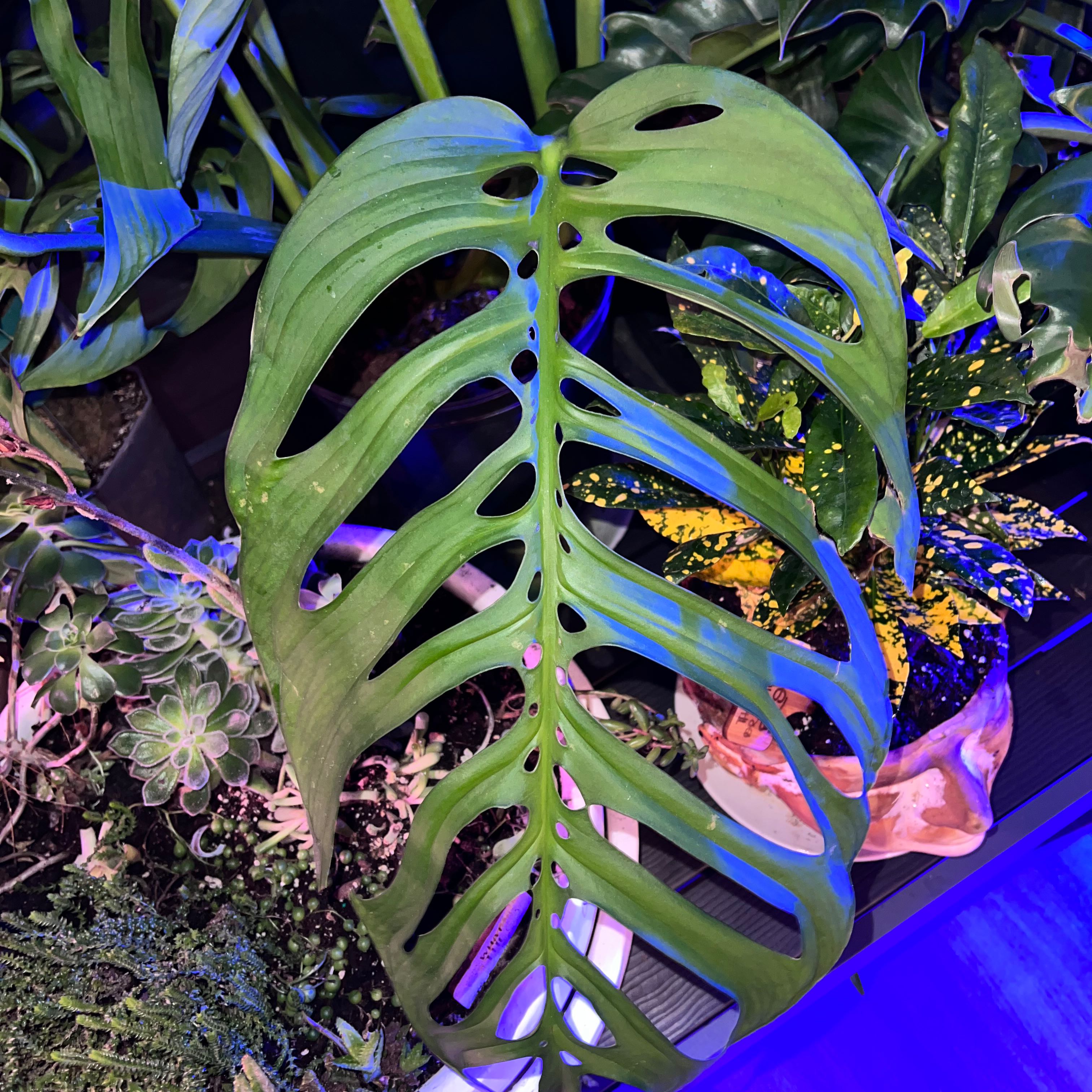 Monstera esqueleto plant with fenestrated leaf, surrounded by other plants.