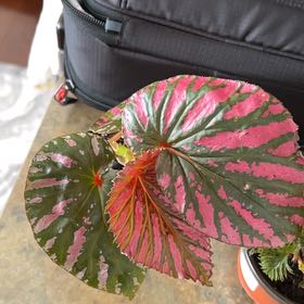 Photo of the plant species Brevirimosa Begonia by @Crazy-plantlady named Curie on Greg, the plant care app
