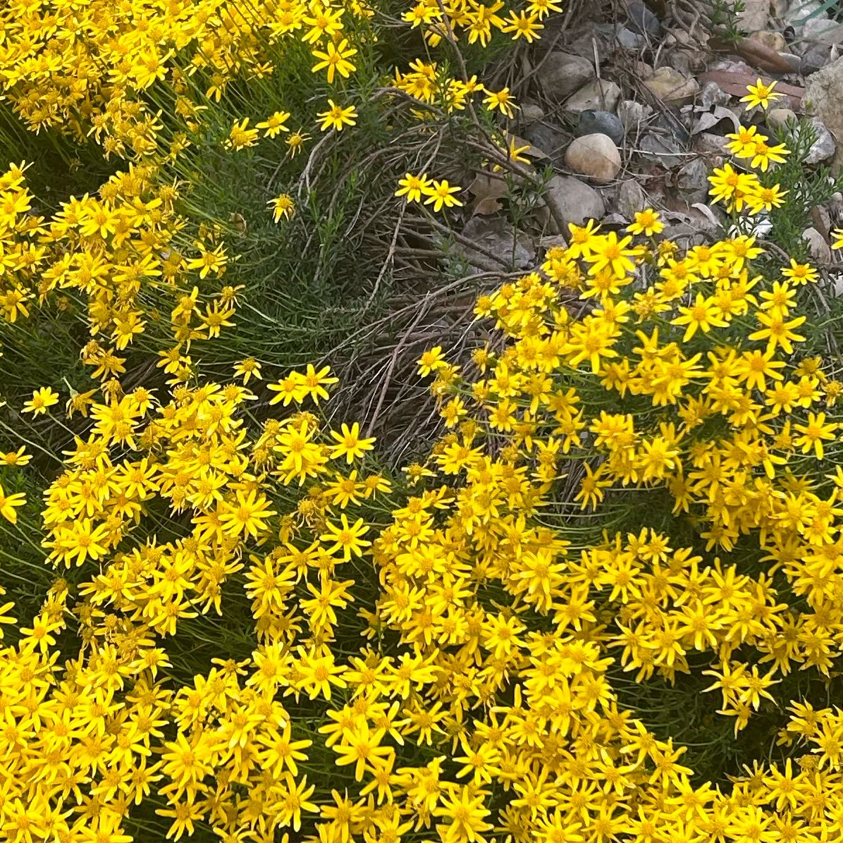 Photo of the plant species Hartweg's Pricklyleaf by @LoyalAcajou named Leonardo on Greg, the plant care app