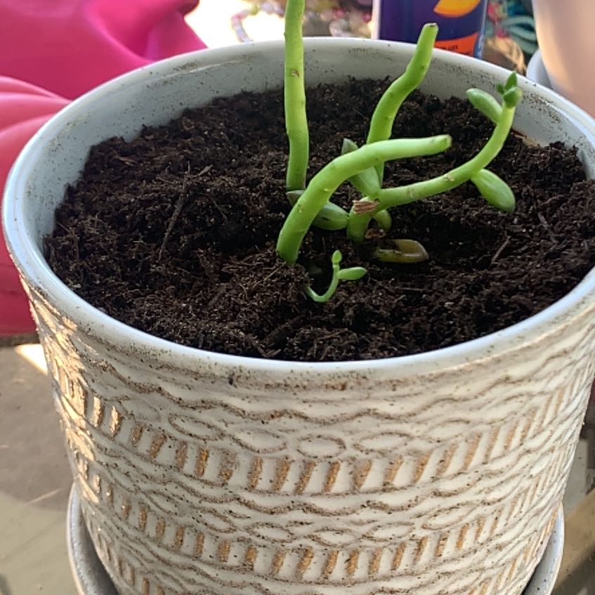 Potted Sedeveria 'Jet Beads' plant with green stems in a decorative pot.