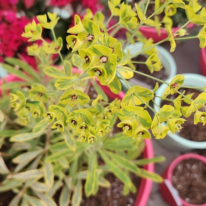 Photo of the plant species Euphorbia 'Ascot Rainbow' by @MemorablePilea named Leaf Erickson on Greg, the plant care app