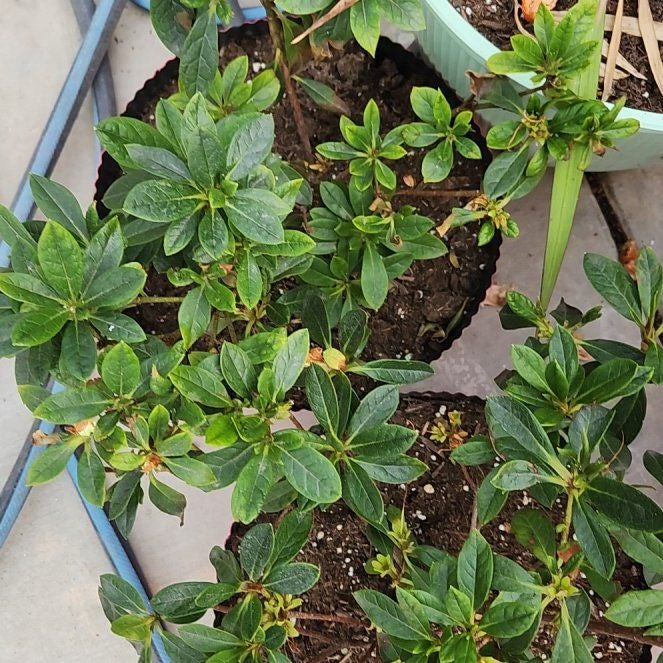 Plant care for Gaultheria natmataungensis on Greg, the plant care app