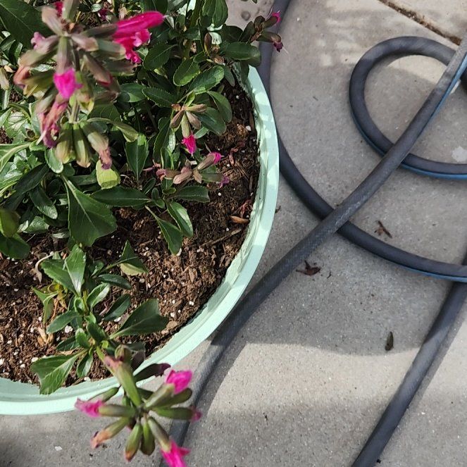 Photo of the plant species Buchanan's Sage by @MemorablePilea named Lebron on Greg, the plant care app