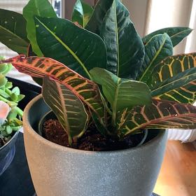 Augra | A plant by @AwakeRichweed on Greg