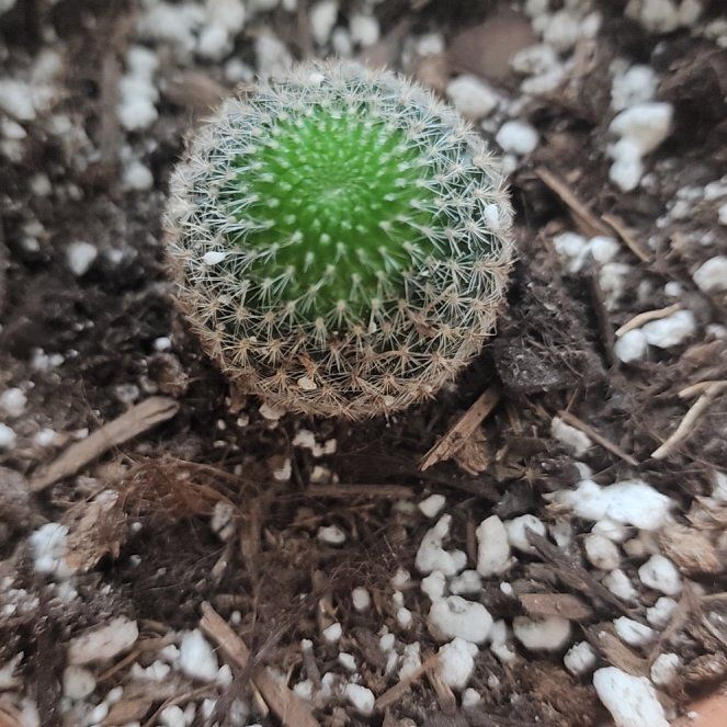 Photo of the plant species Crown Cactus by @AbsoluteCooperi named Sahara on Greg, the plant care app