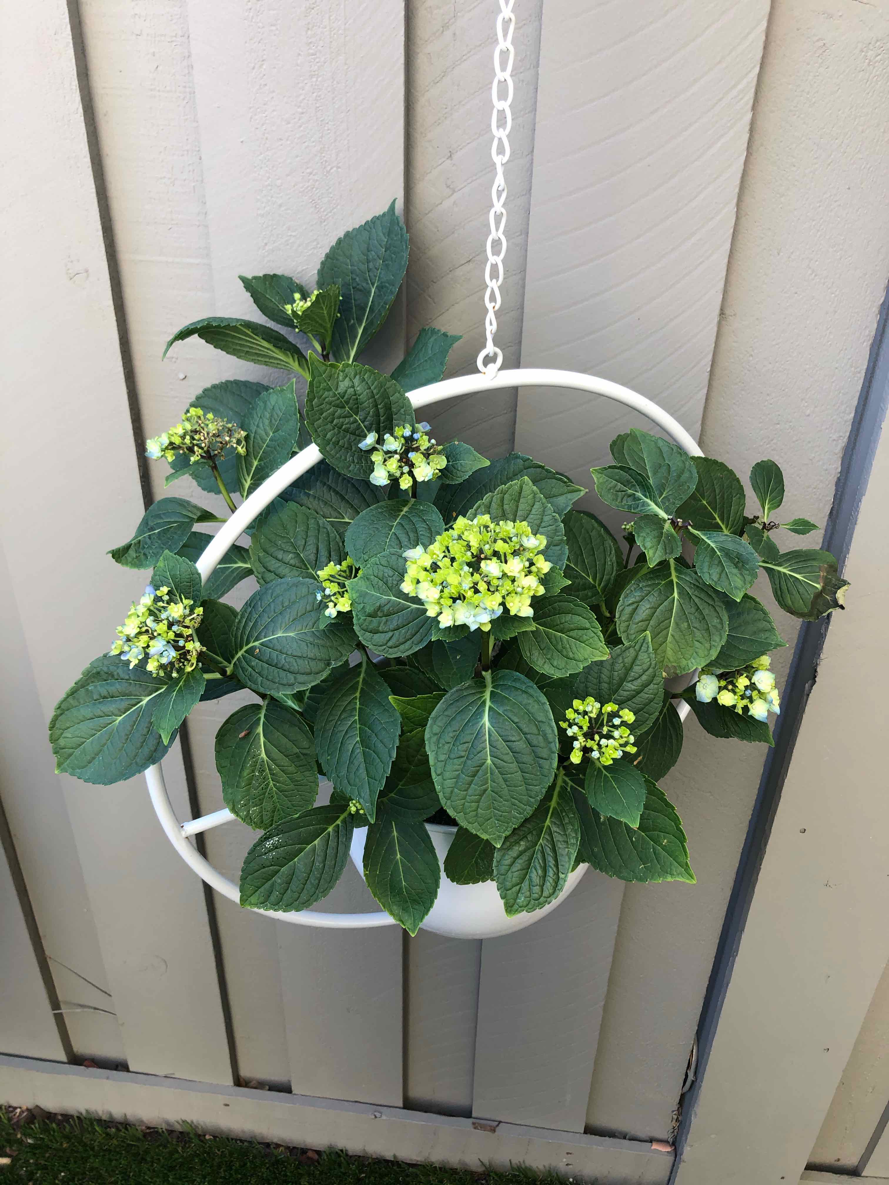 French Hydrangea plant in a hanging pot with green leaves and budding flowers.