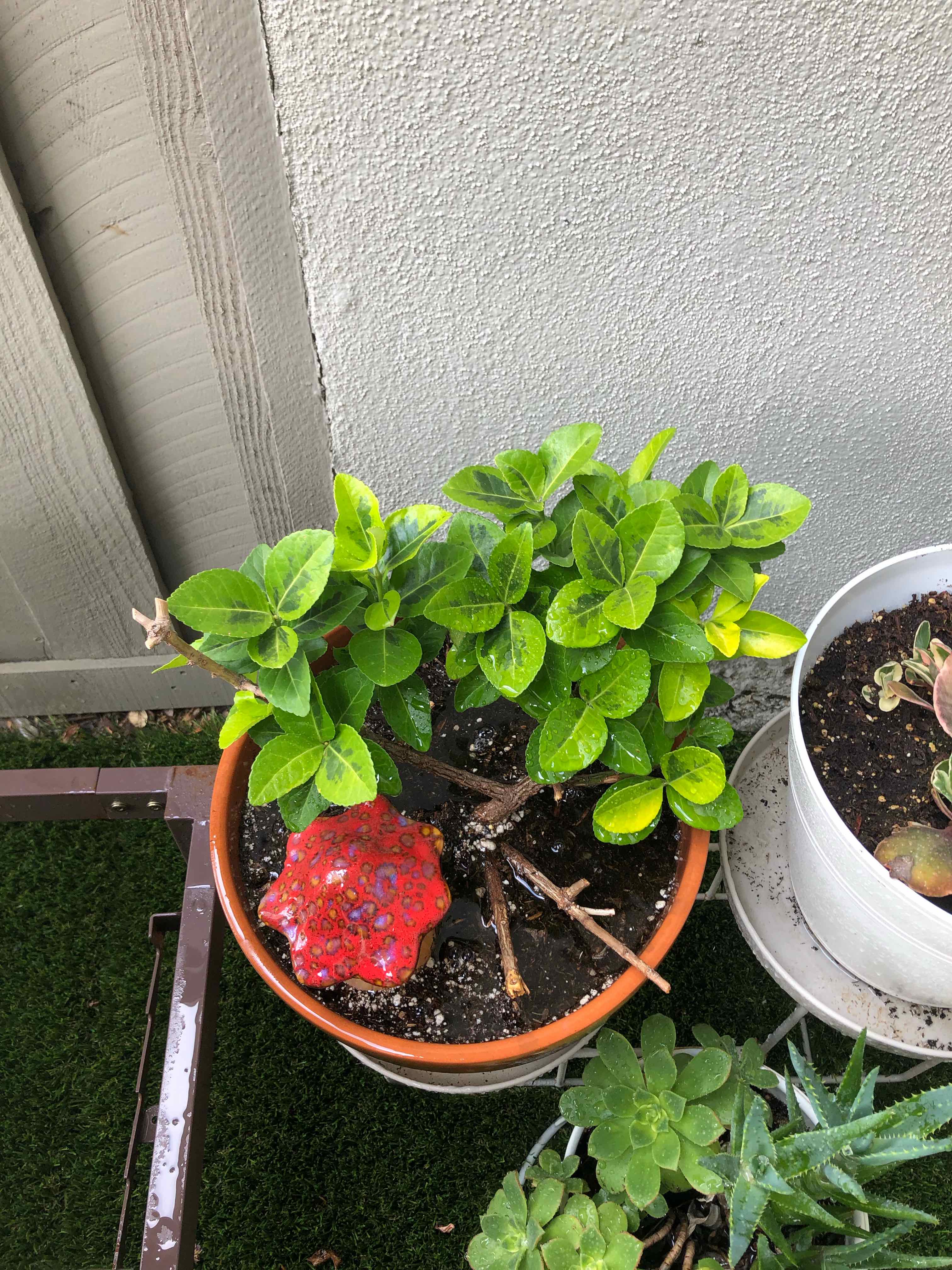 Potted Japanese Spindle plant with green leaves and minor yellowing. Soil visible.