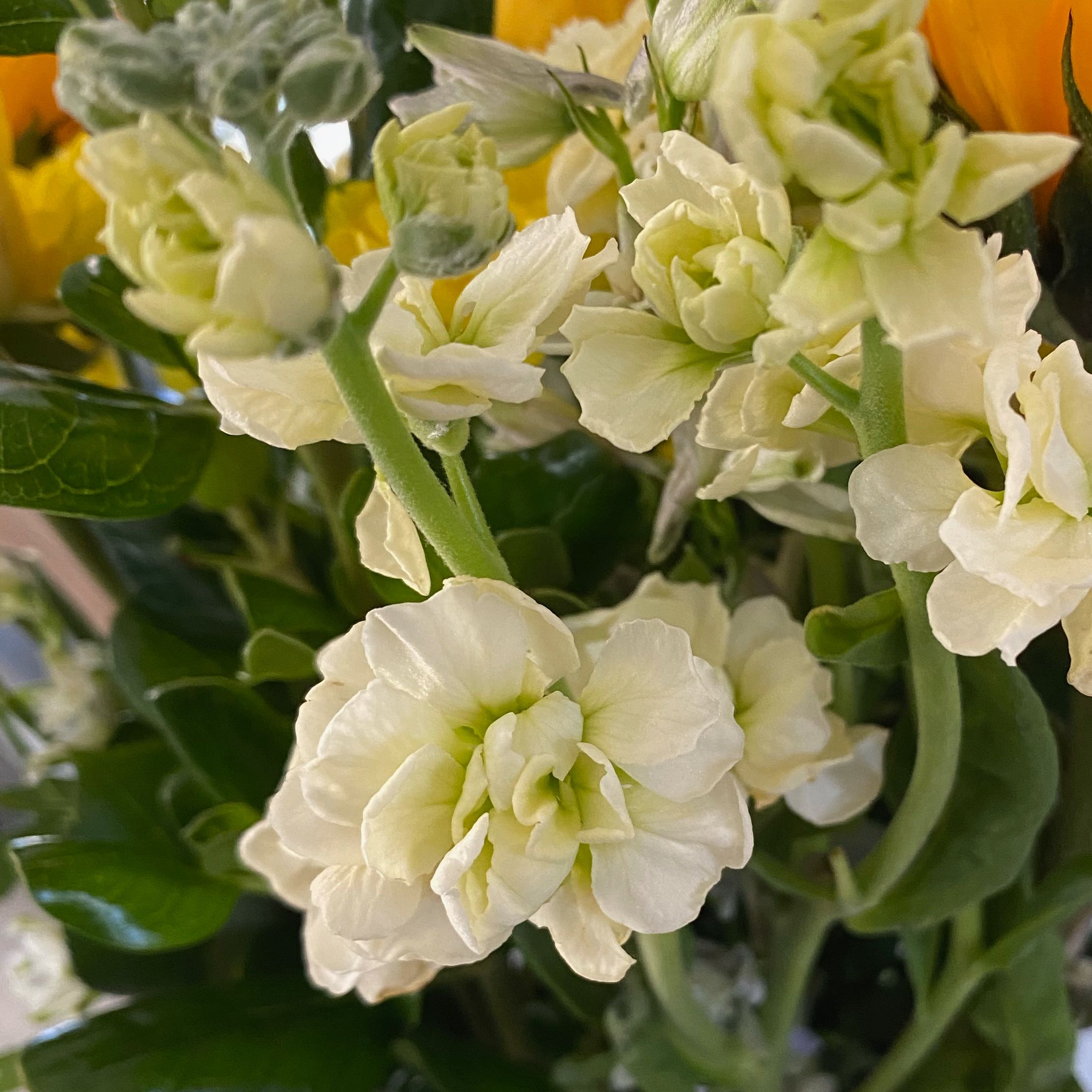Brompton Stock plant with white flowers in bloom and healthy green leaves.