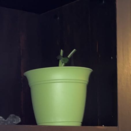 Photo of the plant species pothos by @TopWoodspurge named Orlando Bloom on Greg, the plant care app